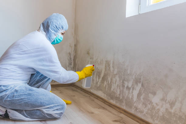 Licensed Basement Mold Remediation service in Fairfax Station, VA - Cheap Mold Removal