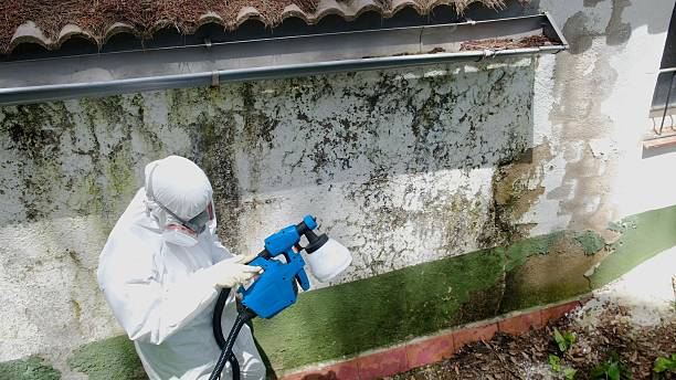 Trusted Basement Mold Remediation service in Fairfax Station, VA - Cheap Mold Removal